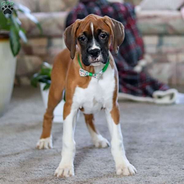 Eli, Boxer Puppy